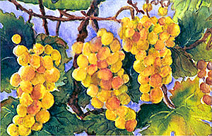 Grapes